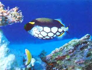 Своими мощными зубами спинорог может запросто раздробить раковину моллюска.