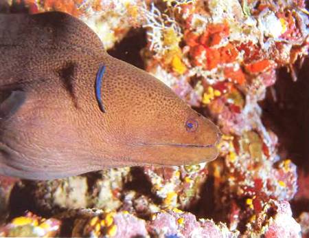 Рыбы У похожей на змею мурены нет грудных и брюшного плавников