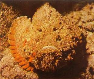 Рыбы На дне рифового мелководья лежит бородавчатка. Если человек наступит на ее ядовитые колючки, то через два часа он может умереть.