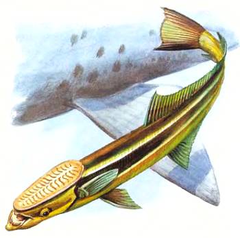 Рыбы Прилипала ремора предпочитает ездить на акулах