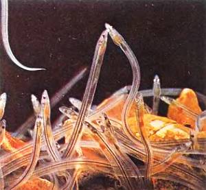 Рыбы Когда личинки угрей — лептоцефалы в возрасте 2,5–3 лет достигают берегов Европы, они превращаются в стеклянных угрей.