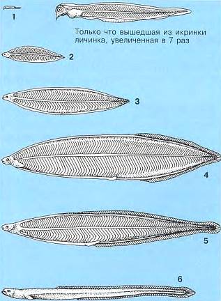 Рыбы Стадии метаморфоза