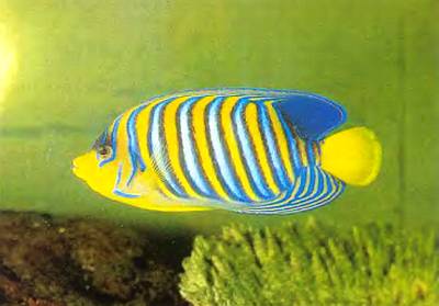 Рыбы Рыбы-ангелы