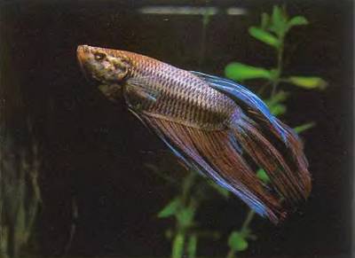 Рыбы Самцы бойцовой рыбки надо держать в аквариуме по одному, так как они будут драться не на жизнь, а на смерть.