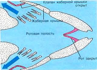 Наземные животные дышат кислородом воздуха с помощью легких, а рыбы — кислородом, растворенным в воде, с помощью жабр