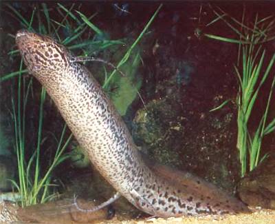 Двоякодышащие рыбы Африки, Южной Америки и Австралии