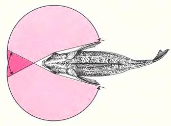У большинства рыб глаза довольно далеко отстоят друг от друга. Следовательно, воспринимаемая ими картина плоская, а не трехмерная.