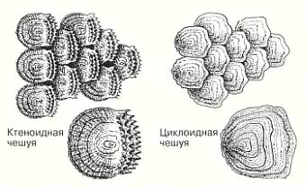 Тело большинства рыб покрыто чешуей