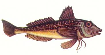 Морские петухи, водящиеся у нас а Черном и Азовском морях, во время нереста сильно шумят. Похоже, будто кто-то трет по резиновому шарику.