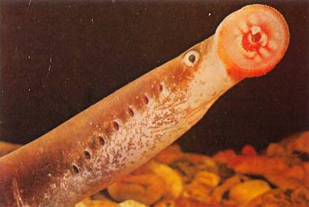 У невской миноги, как и у всех других, угреобразное тело