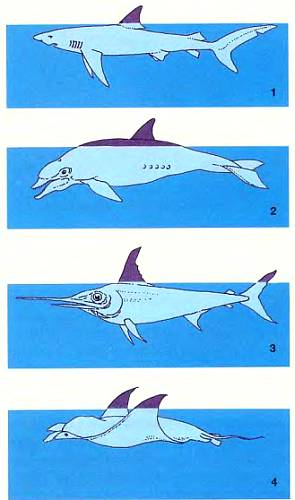 По форме и количеству торчащих из воды плавников можно определить, какая плывет рыба