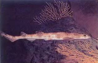 80-сантиметровая кошачья акула — одна из красивейших. Встречается она как на мелководье, так и на больших глубинах.