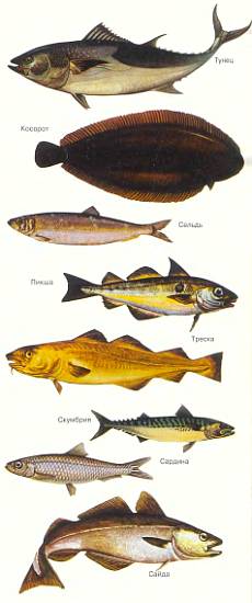 Полный список морской рыбы: удивительные и распространенные представители