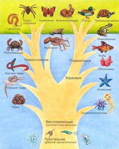 родословное древо животного царства
