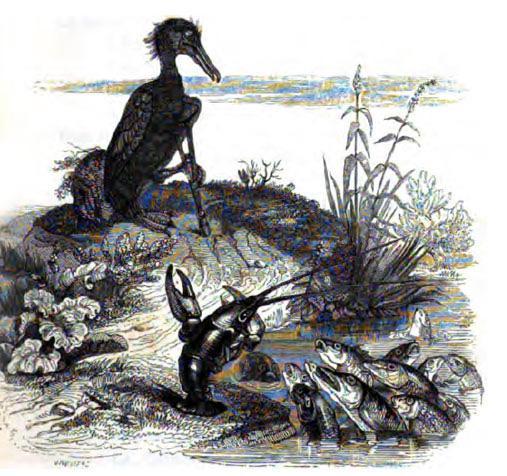 Рыбы и баклан