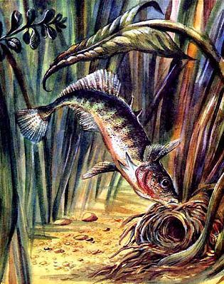 рыба делает дом