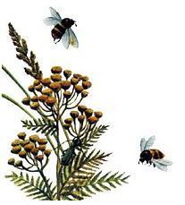 пчелы над цветком