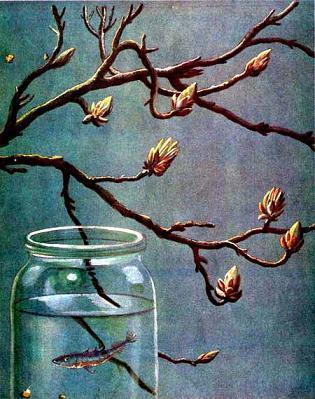 в большой банке из-под варенья, живет рыбка-колюшка, по прозвищу Остропёр