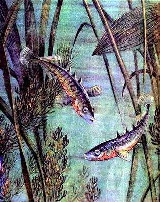 рыбы в воде