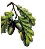 дубовый лист и желуди