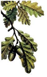 дубовый лист и желуди