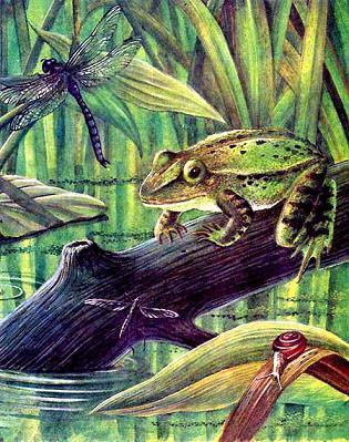 лягушка стрекоза