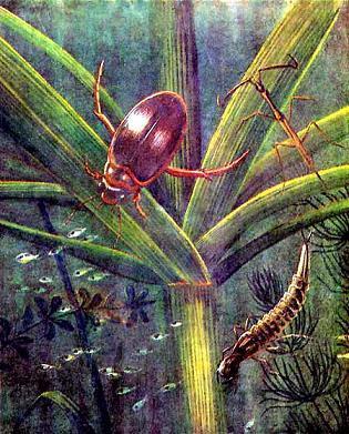 жук плавунец