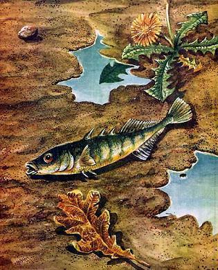 рыба без воды