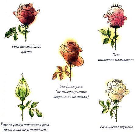 Садовник Флоренций