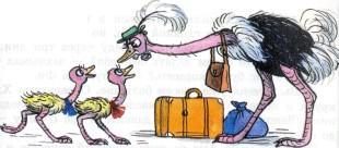 страус страусиха и страусята