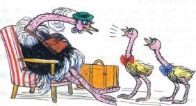 страусиха и страусята с дороги