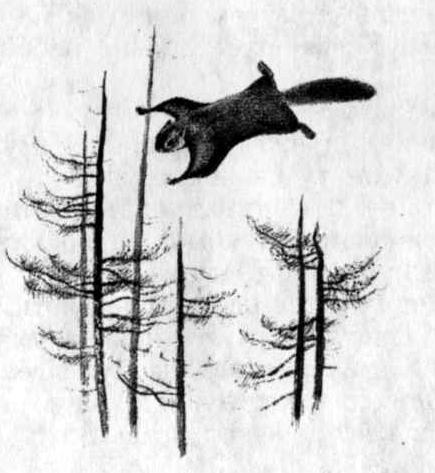 Листобой: Серая ночь Серая ночь