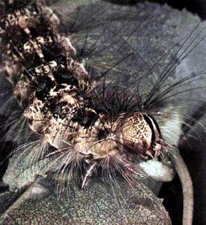 огромная гусеница