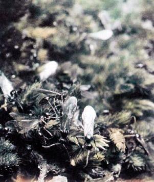 крылатые муравьи