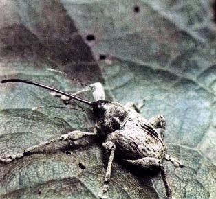 жук-долгоносик