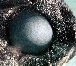 глаз мотылька