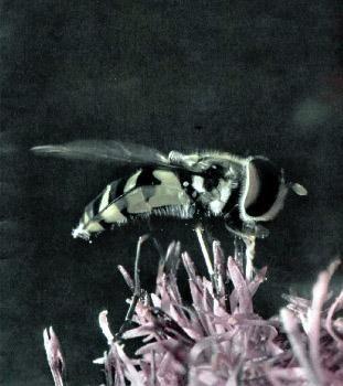 муха-журчалка