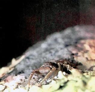 паук-охотник