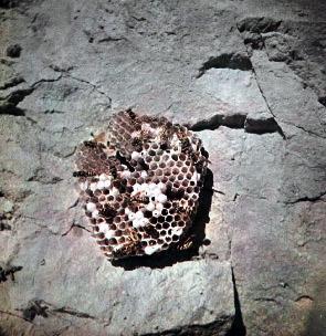 Шестиногие соседи осинное гнездо