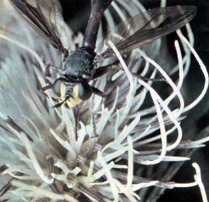 Шестиногие соседи коноида