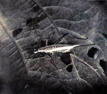 Шестиногие соседи ТРУБАЧИК