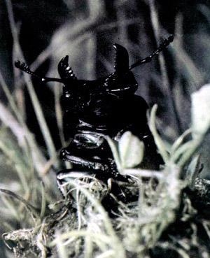 Шестиногие соседи жук-рогач