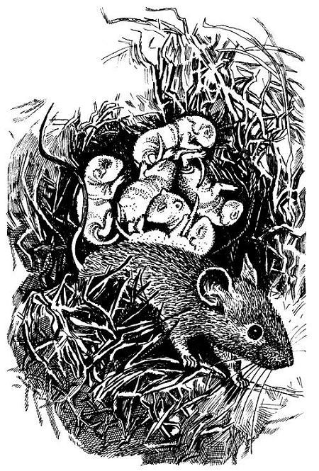 Школьная мышь