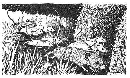 Школьная мышь