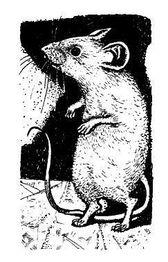 Школьная мышь