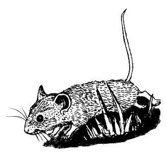 Школьная мышь