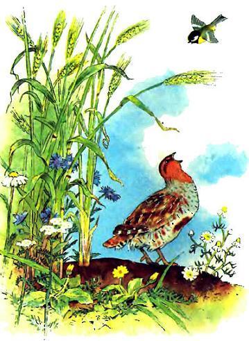 Синичка и куропатка