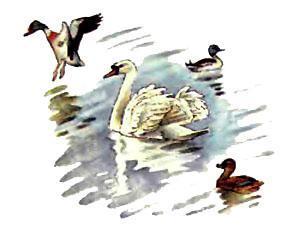 лебедь и утки