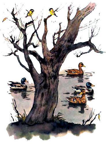 Синицы и утки