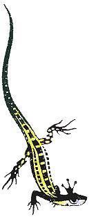 Каменный цветок (сказка) ящерица